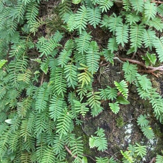 Pleopeltis polypodioides Leaf