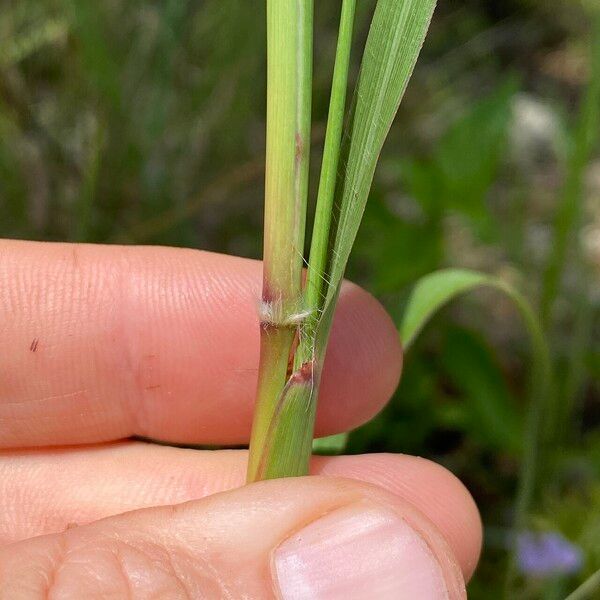 Bothriochloa bladhii Кора