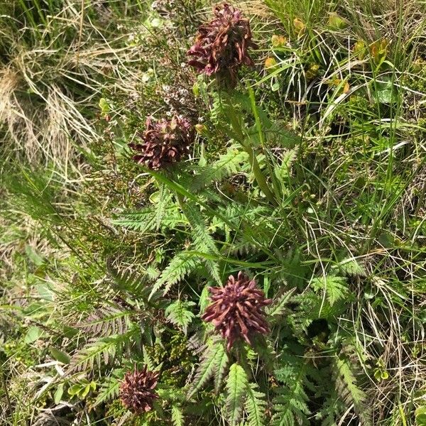 Pedicularis recutita Habit