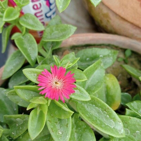 Mesembryanthemum cordifolium Flower