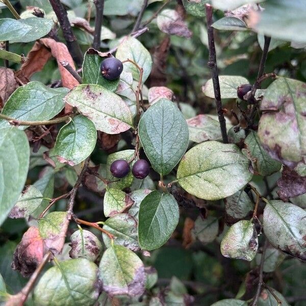 Cotoneaster acutifolius Fruit