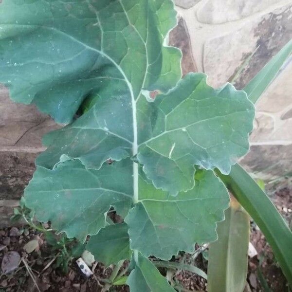 Brassica oleracea 葉