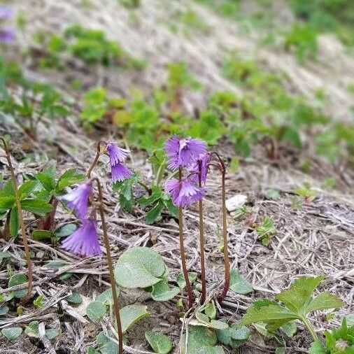 Soldanella alpina Blüte