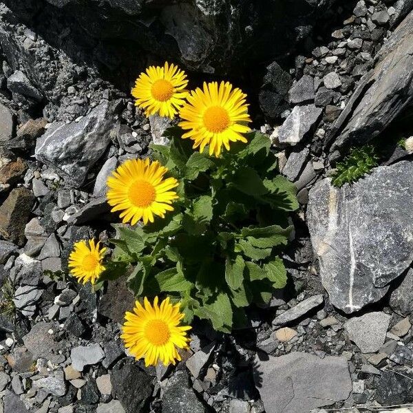 Doronicum grandiflorum Flower