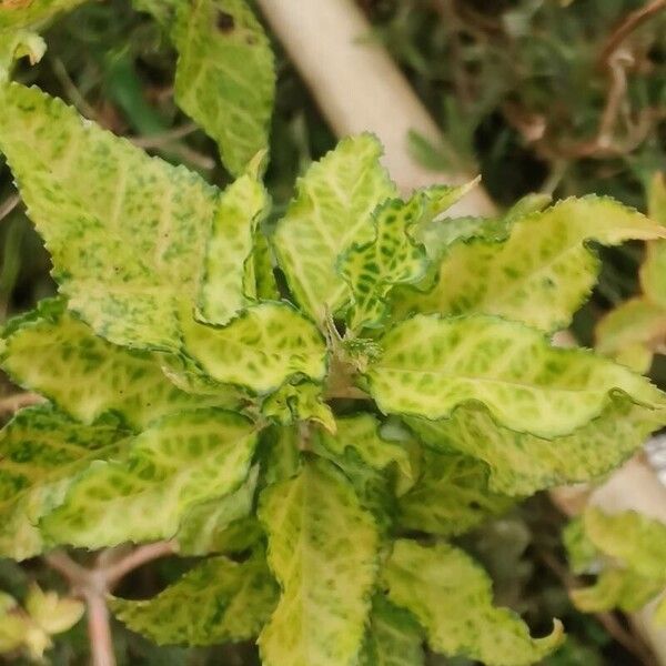 Croton bonplandianus Lapas