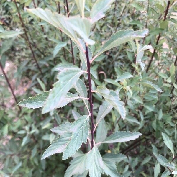 Spiraea cantoniensis 葉