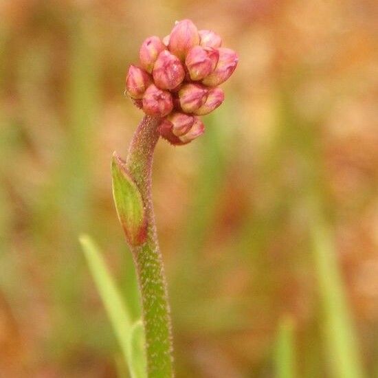 Triantha glutinosa Flower