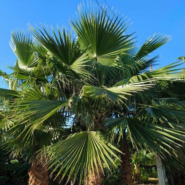 Washingtonia robusta Blatt