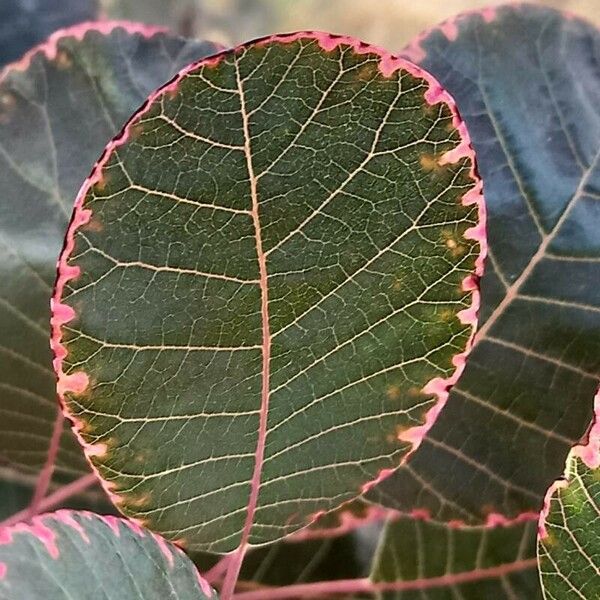 Cotinus coggygria Levél