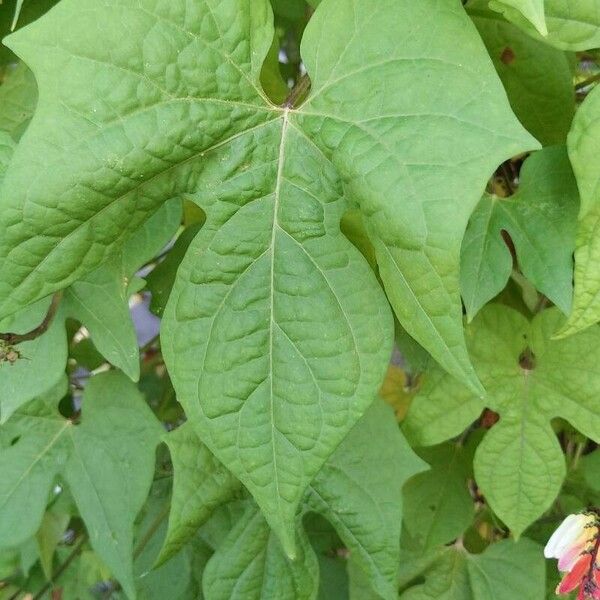 Ipomoea lobata Folha