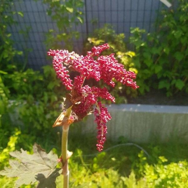 Rheum palmatum Λουλούδι