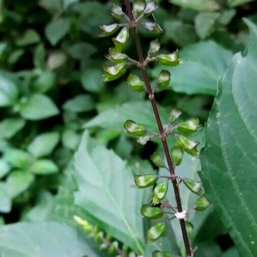 Orthosiphon aristatus Flower