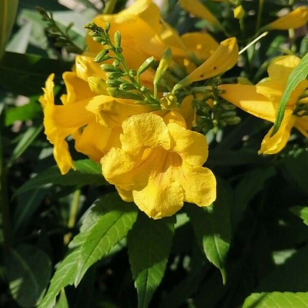 Tecoma stans Flower