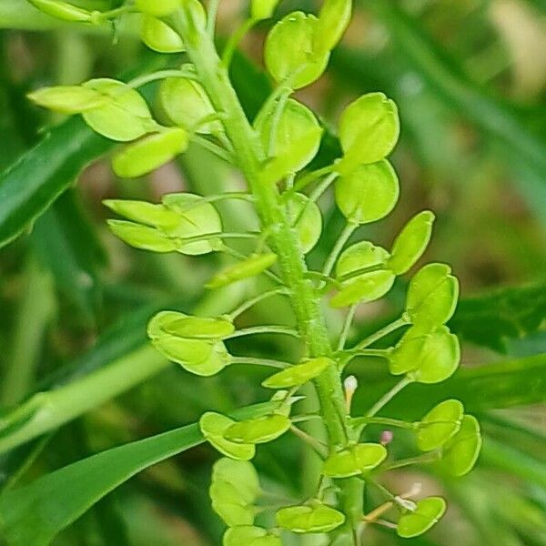 Lepidium virginicum Fruit