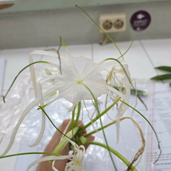 Hymenocallis littoralis Bloem