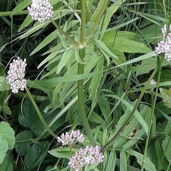 Valeriana officinalis Foglia