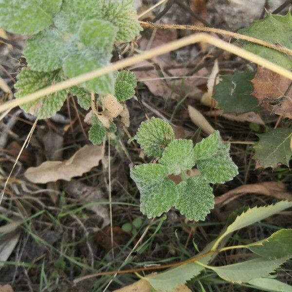 Marrubium vulgare Leht