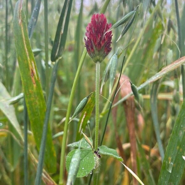 Trifolium incarnatum Lorea