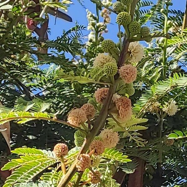 Leucaena leucocephala Λουλούδι