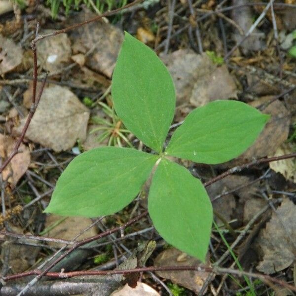 Paris quadrifolia 葉