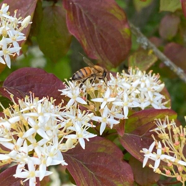 Cornus sanguinea Blüte