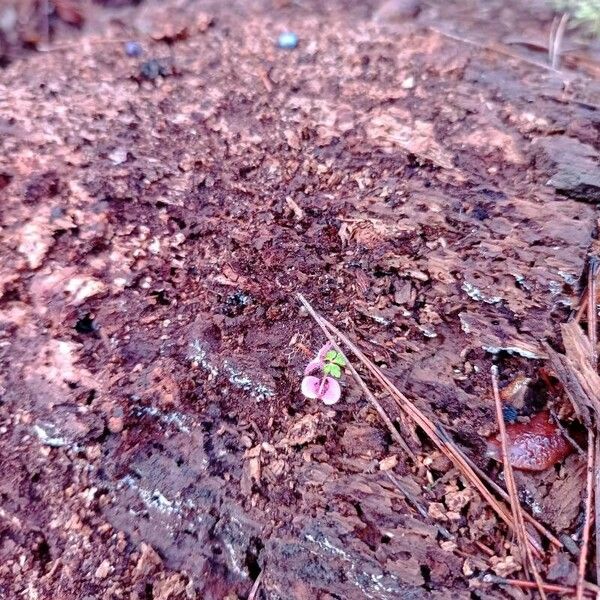 Desmodium triflorum Flor