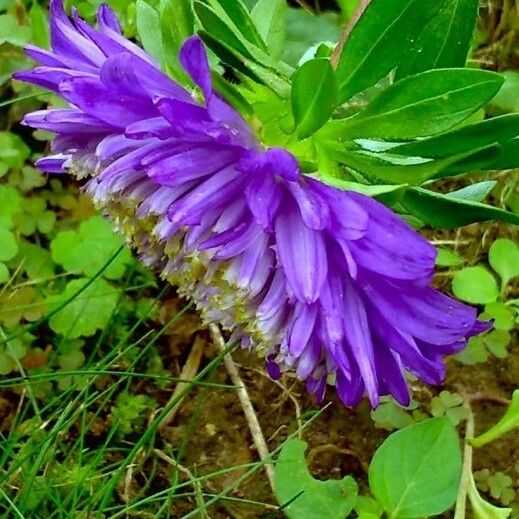 Callistephus chinensis Flor