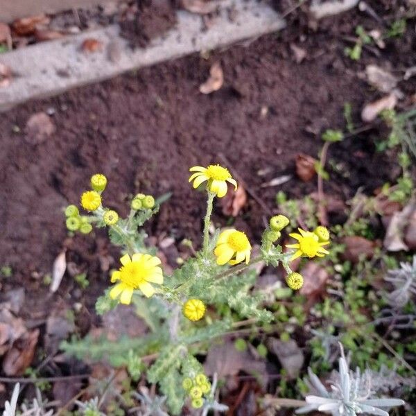 Senecio squalidus 花