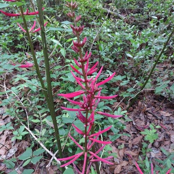 Erythrina herbacea ᱵᱟᱦᱟ