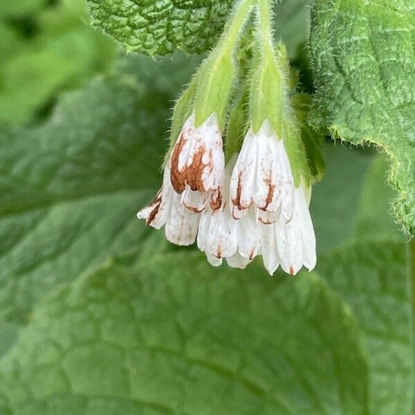 Symphytum orientale Flower