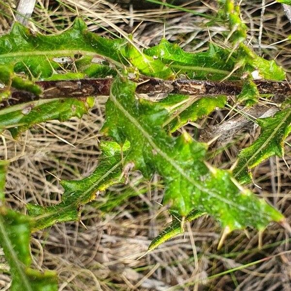 Berkheya spekeana Leaf