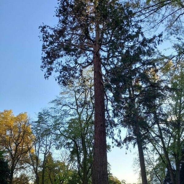 Sequoiadendron giganteum عادت