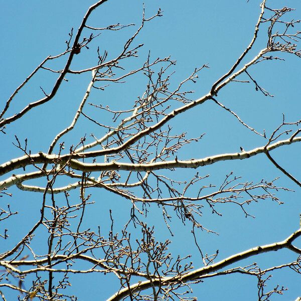 Populus alba Lubje