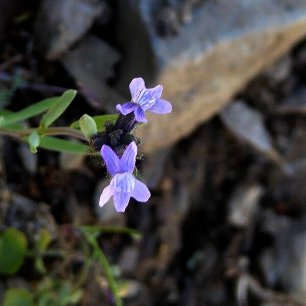 Linaria arvensis Λουλούδι