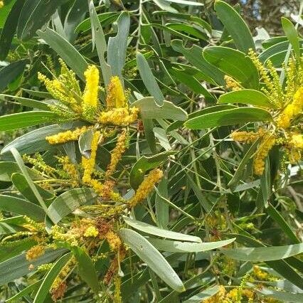 Acacia spirorbis Flower