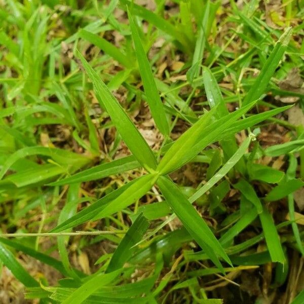 Stenotaphrum secundatum Leaf