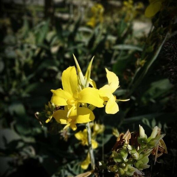 Canna glauca Flower