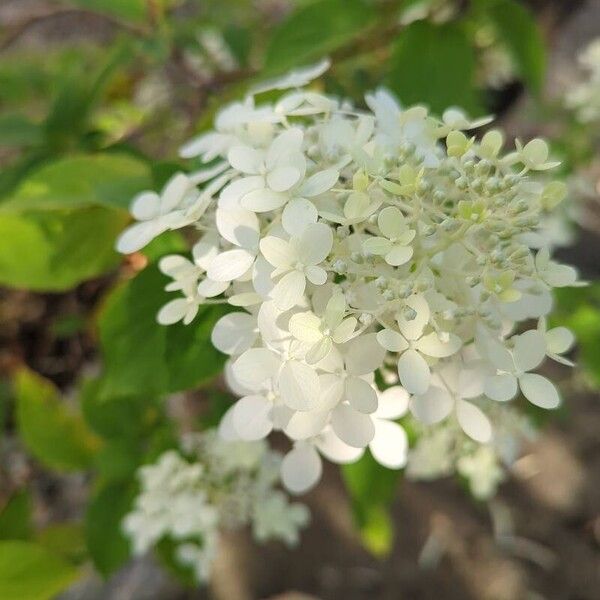 Hydrangea paniculata Cvet