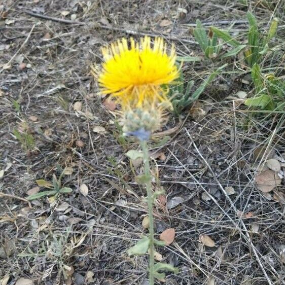 Centaurea ornata 花