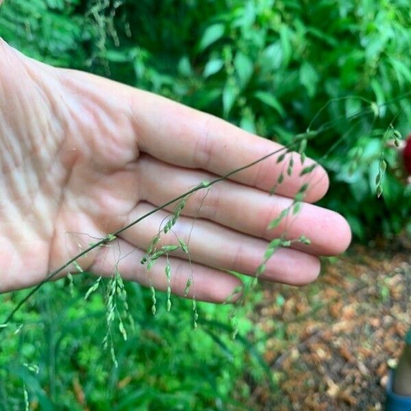 Milium effusum Lorea