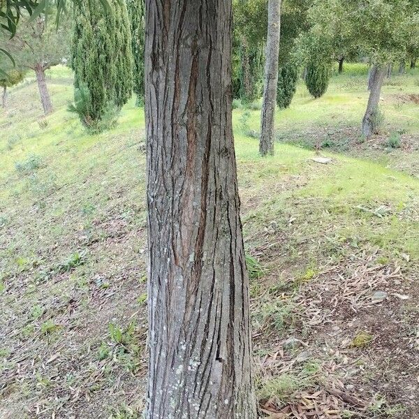 Acacia melanoxylon Žievė