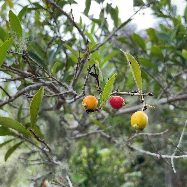 Eugenia punicifolia Fruit