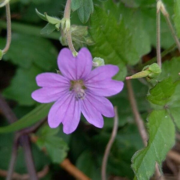 Geranium pyrenaicum Žiedas