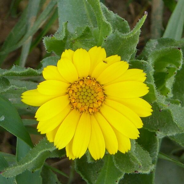 Calendula arvensis Blüte