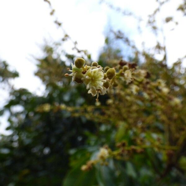 Dimocarpus longan Flower