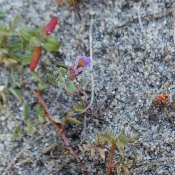 Marcus-kochia triloba Flor