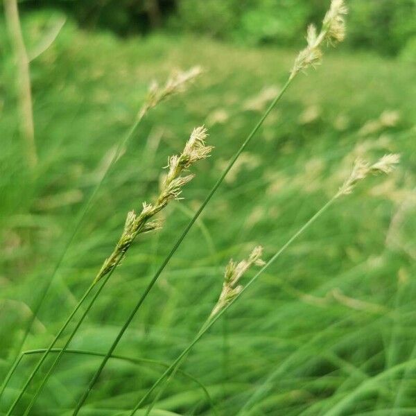 Carex brizoides Flower