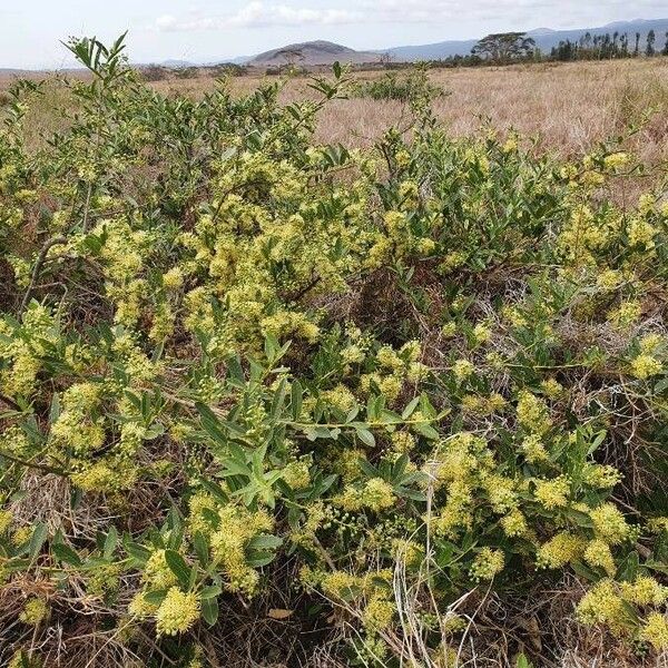 Boscia mossambicensis Hàbitat