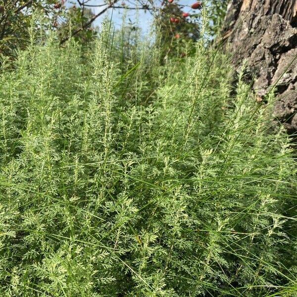 Artemisia pontica Leaf