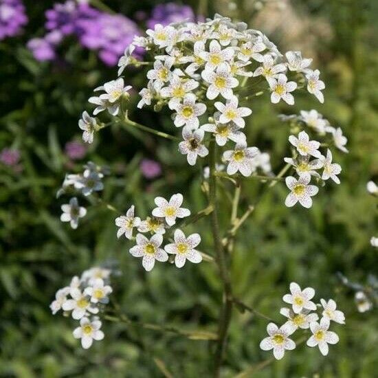 Saxifraga paniculata Flor